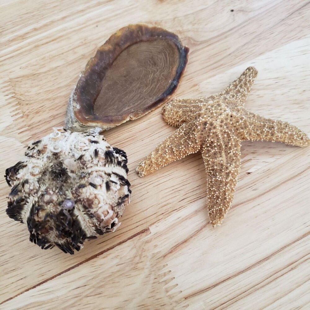 Natural Seashell Lot Starfish Sea Urchin Test Oyster Shell Coastal Beach Decor